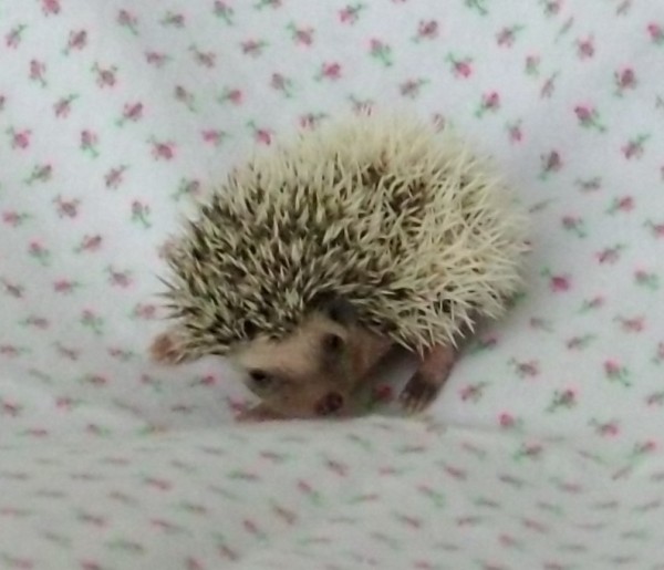 This is my baby hedgehog Haley
